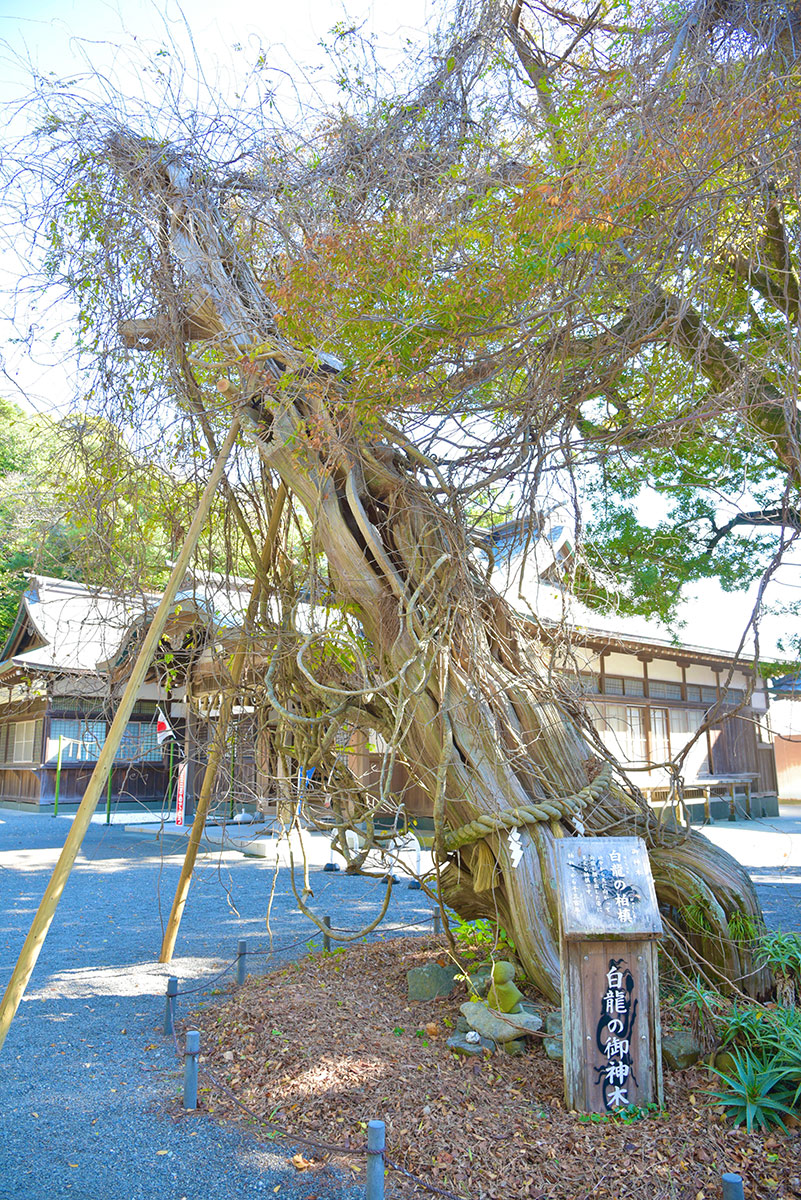白龍の御神木